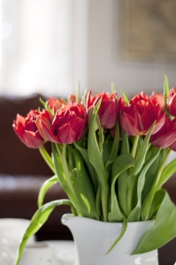 Kompozycja tulipanów
